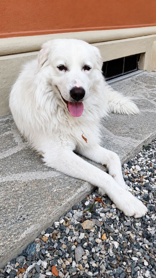 Ludovico lying on a stone doorstep by a gravel path