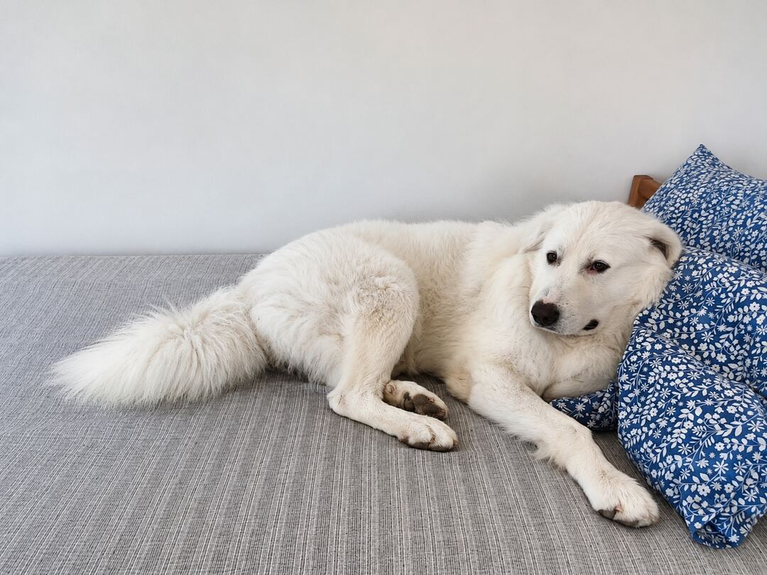 Ludovico resting on a bed against blue floral pillows