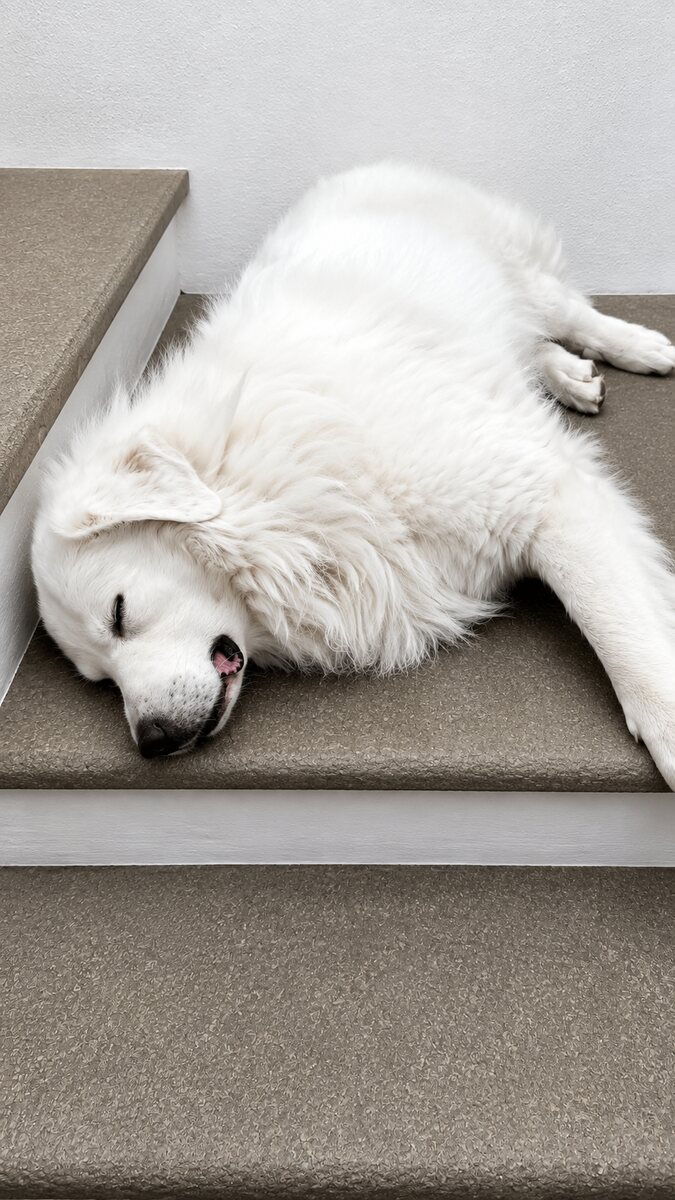 Ludovico asleep on the stairs