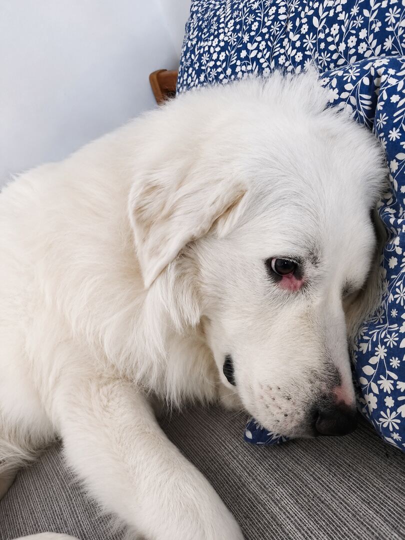 Close up of Ludovico resting his head on a blue floral pillow